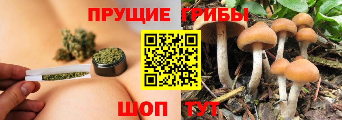 Дивногорск  Псилоцибиновые грибы прущие грибы  Псилоцибиновые грибы Cubensis  как найти   Вход с VPN 